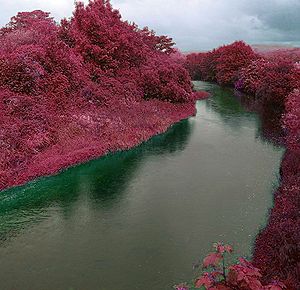 One of the redweed forests in the semi-tropical band of Gatewood's dayside.